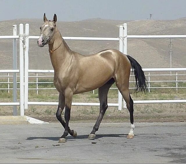 Порода лошадей ахалтекинец фото File:Tasirli, golden Akhal Teke stallion at the presidential stables in Ashgabat