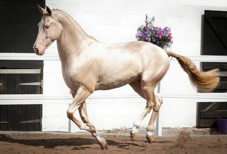 Порода лошадей ахалтекинец фото Kambarbay, Akhal Teke stallion Cheval empaillé, Beaux chevaux, Jolis chevaux