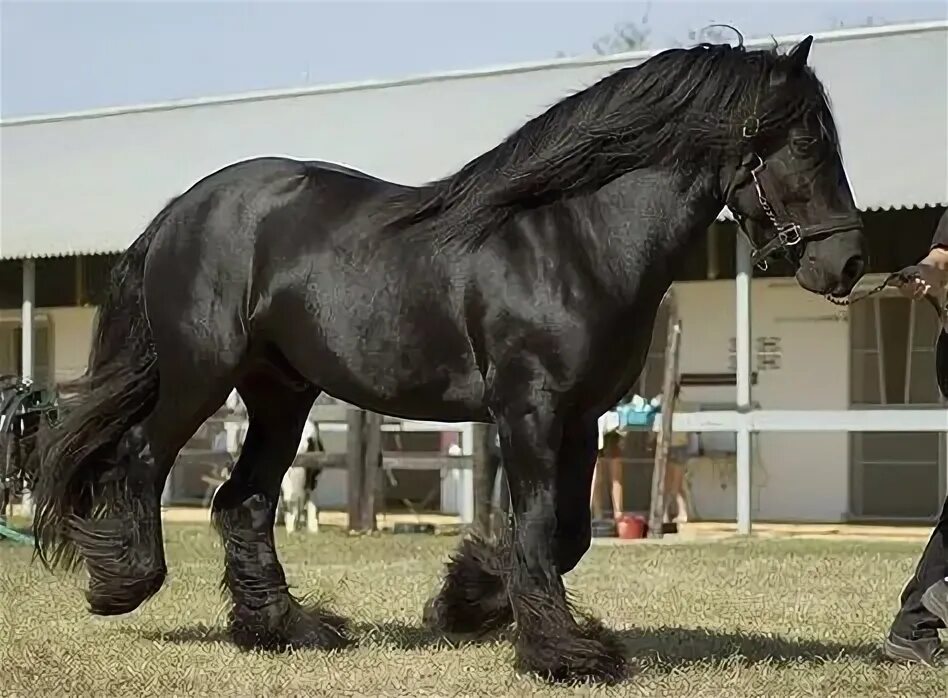 Порода лошадей фото цена Top 10 black draft horse ideas and inspiration