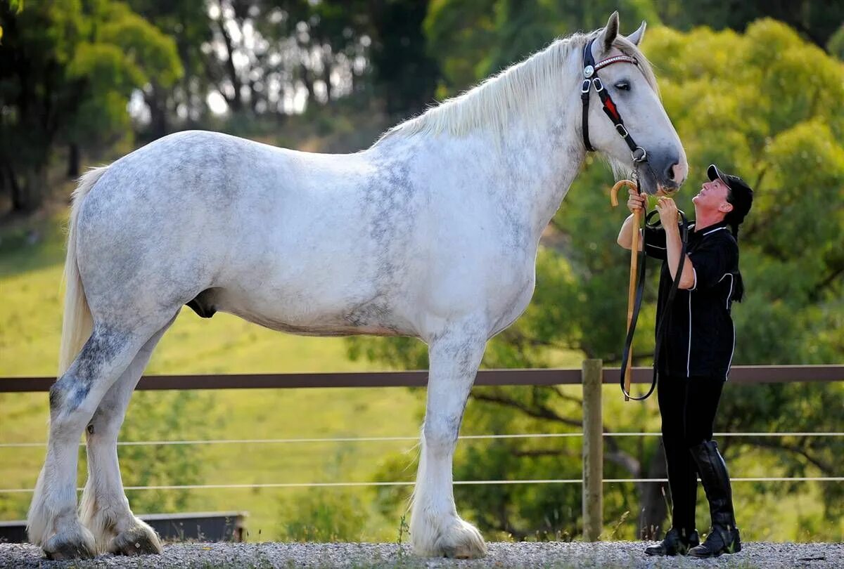 Порода лошадей фото цена Noddy - the worlds tallest horse Reino animal, Mascotas, Caballitos