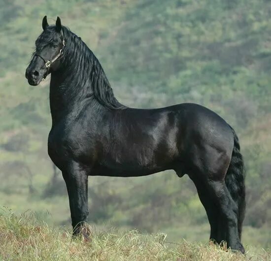 Порода лошадей фриз фото Pin by Holly Comeau on Equine - Beautiful Blacks Horse breeds, Horses, Friesian 