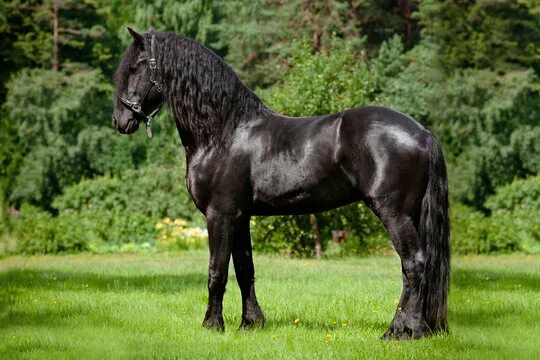 Порода лошадей фриз фото Friesian Horse Зображення - огляд 9,098 Стокові фото, векторні зображення й віде