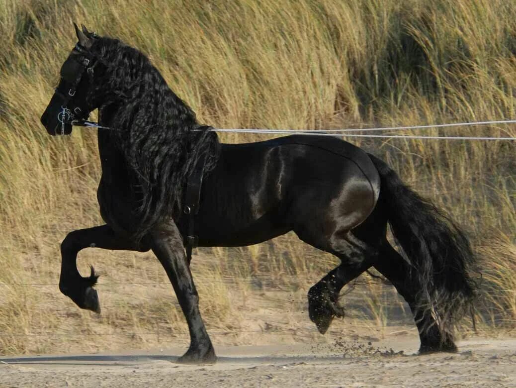 Порода лошадей фриз фото Elegant & black Dutch horse: Fries / Friesian Rare horse breeds, Rare horses, Ho