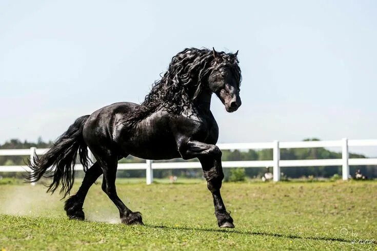 Порода лошадей фриз фото ♞ Pinterest ➝ LimitlessSkyy ♘ Friesian horse, Horse coloring, Horses