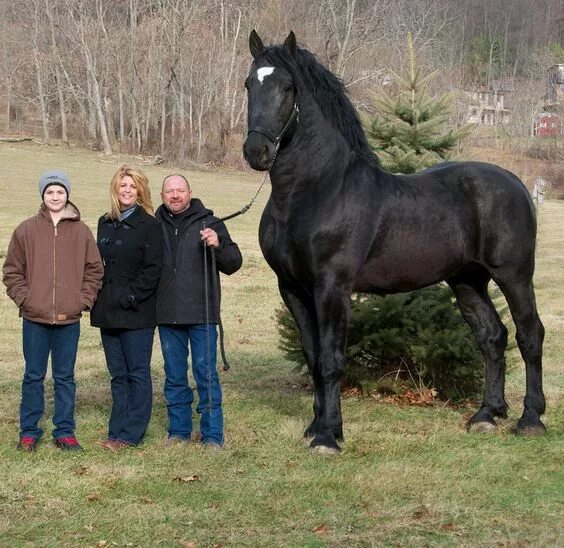 Порода лошадей першерон фото Percheron - 19 hands tall named Moose Percheron horses, Horses, Big horses