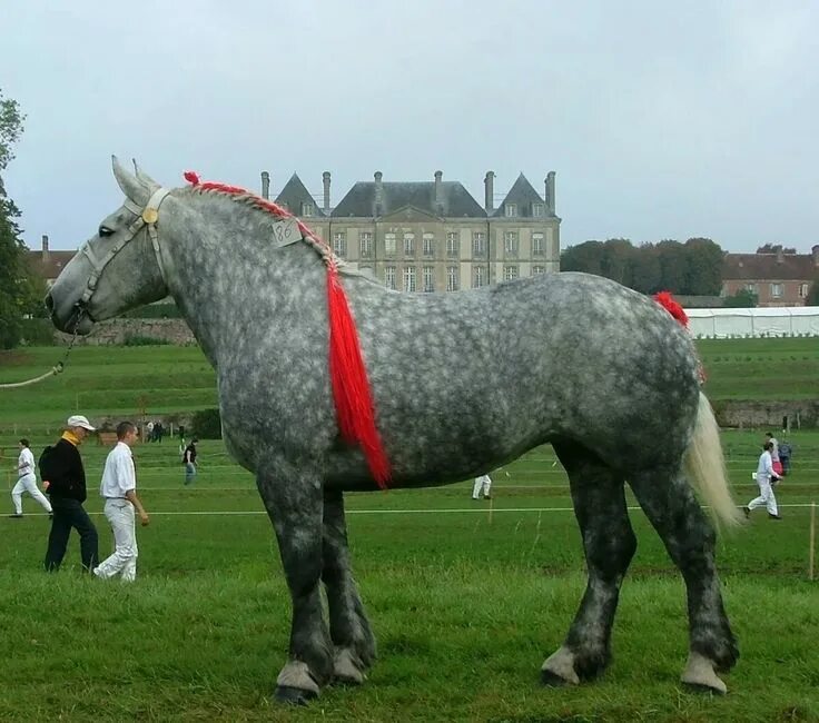 Порода лошадей першерон фото Caballo Percheron Horse - Horse Names Cheval empaillé, Cheval de trait, Chevaux 