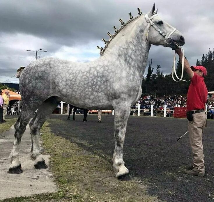 Порода лошадей першерон фото Pin by Cora Black on Equinos Horses, Big horses, Percheron horses