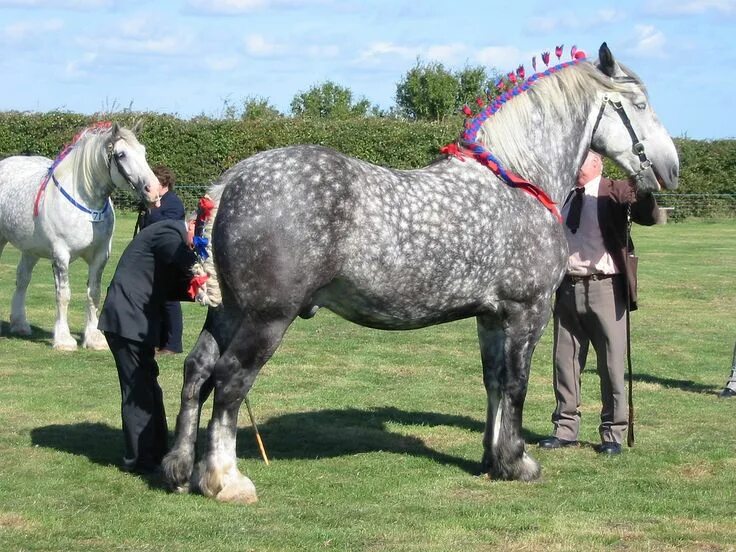 Порода лошадей першерон фото Percherons Percheron horses, Horses, Draft horses