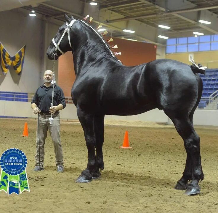 Порода лошадей першерон фото Timeline Photos - I'm a horseaddict Percheron horses, Horses, Beautiful horses