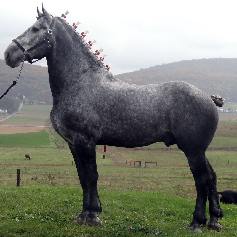 Порода лошадей першерон фото tickled-fancy Horses, Percheron horses, Draft horses