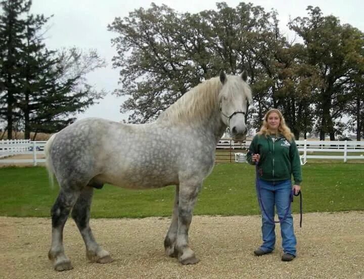 Порода лошадей першерон фото Pin by Suzanne Proniske on InSpiritational Photos Draft horses, Horses, Animals