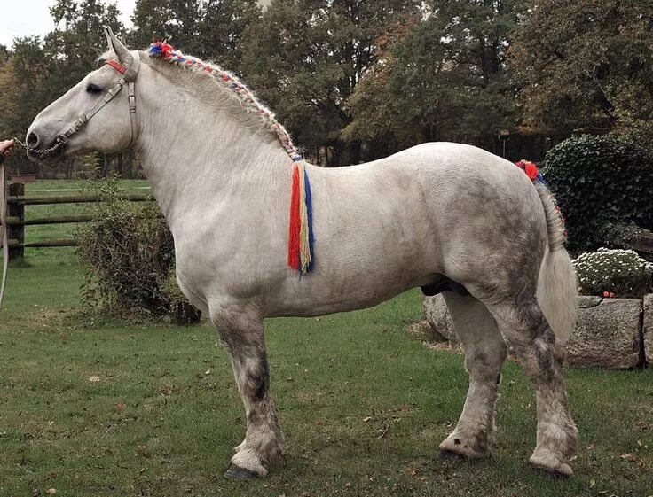 Порода лошадей першерон фото tickled-fancy Percheron horses, Horses, Percheron