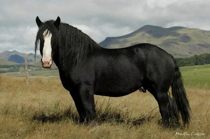 Порода лошадей першерон фото Pin von Carolyn Ishii auf Clydesdales/Shire/Black Forest & more Pferde, Perchero