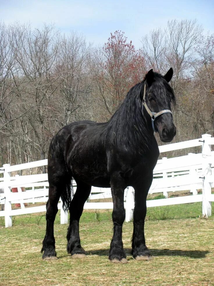 Порода лошадей першерон фото Black Percheron Draft Horse. Horse Pinterest Horses, Percheron horses, Draft hor