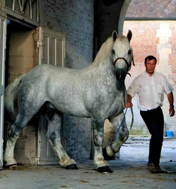 Порода лошадей першерон фото PARIS PERCHERON - Les plus belles de l'année Clydesdale horses, Percheron horses