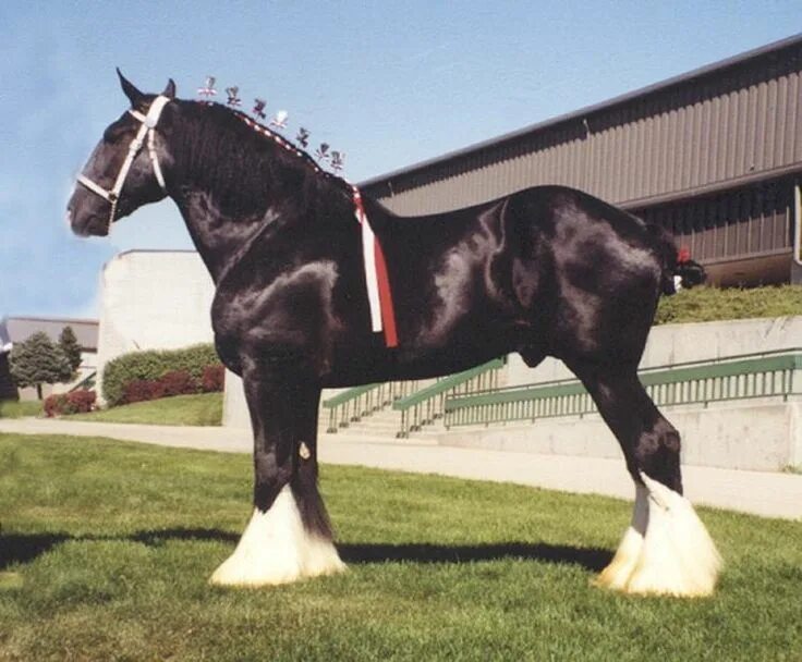 Порода лошадей шайр фото Snake River Drafts - Reference Stallions Horses, Clydesdale horses, Shire horse