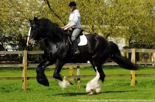 Порода лошадей шайр фото Cracker The former worlds tallest shire horse! - Lincolnshire Animal Welfare Cha