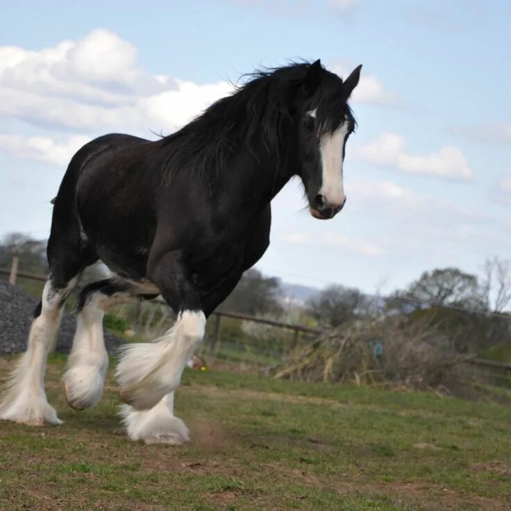 Порода лошадей шайр фото Matthew Gregory King Ltd. - Shires and Clydesdales index.php Clydesdale horses, 