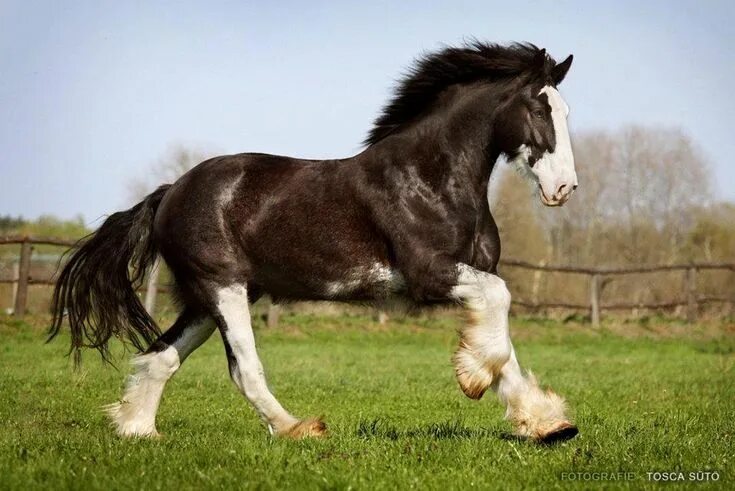 Порода лошадей шайр фото tickled-fancy - Mi vida, Los Caballos Ʊ Ʊ. Big horses, Shire horse, Horses