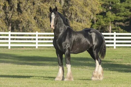 Порода лошадей шайр фото Shire Horse Изображения: просматривайте стоковые фотографии, векторные изображен