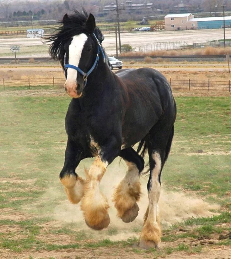 Порода лошадей шайр фото Black Shire Horse with Sabino Markings