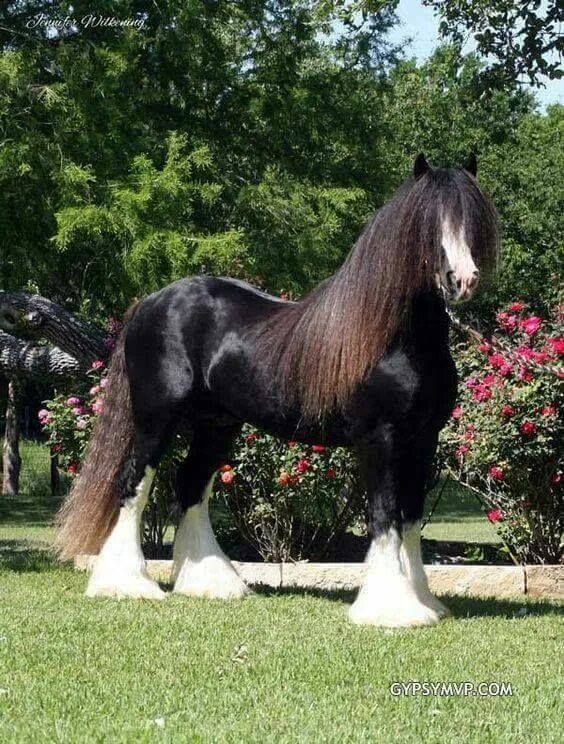 Порода лошадей шайр фото johnny's blog Clydesdale horses, Beautiful horses, Horse breeds