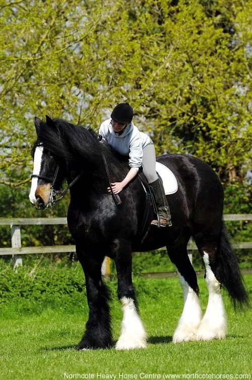 Порода лошадей шайр фото Cracker The former worlds tallest shire horse! - Lincolnshire Animal Welfare Cha