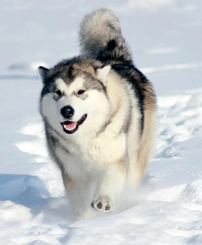 Порода маламут фото цена щенка malamute in snow...please dont be this big little man!! Щенки маламута, Породы с