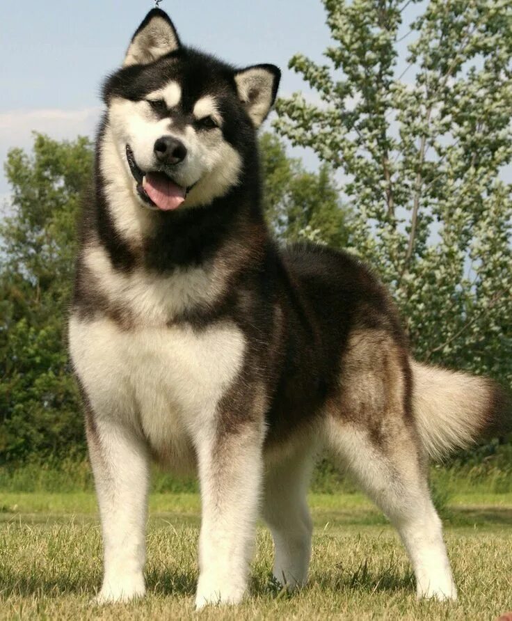 Порода маламут фото цена щенка Alaskan Malamute ♡ Malamute puppies, Alaskan malamute, Alaskan malamute puppies