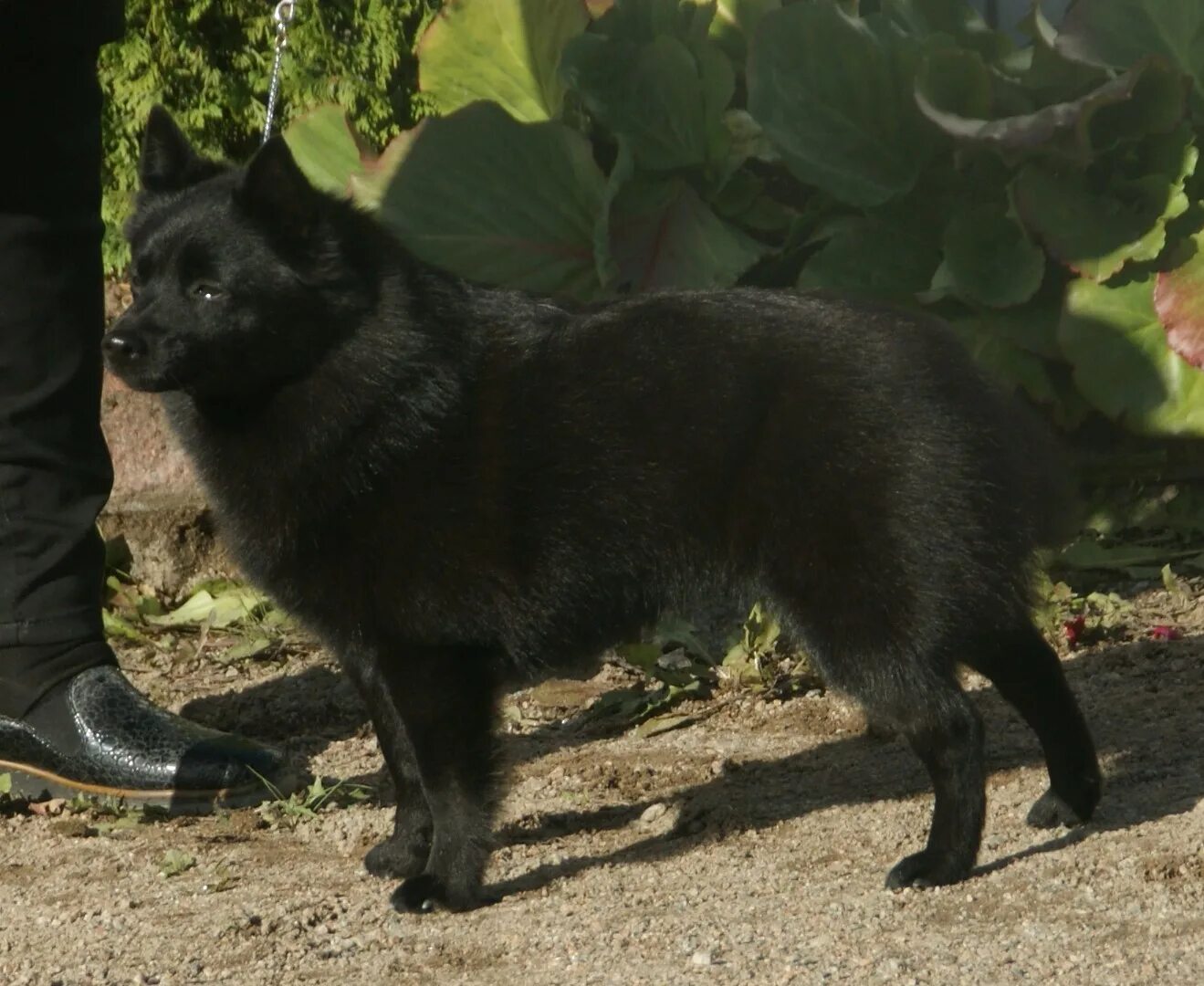 Порода маленькая овчарка шипперке фото File:Schipperke bobtailed 1.jpg - Wikimedia Commons