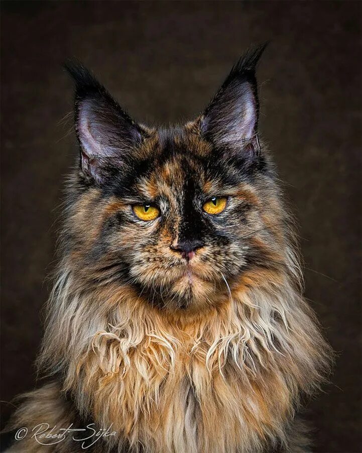 Порода майкун кошки фото Pin on Maine Coon Cats