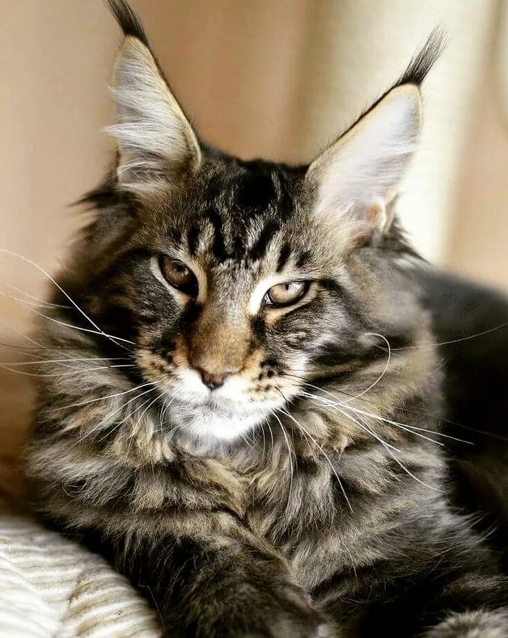 Порода майкун кошки фото Pin on Maine Coon Cat