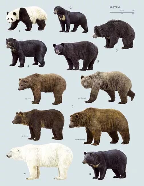 Порода медведей фото и названия Bear species, Sloth bear, American black bear