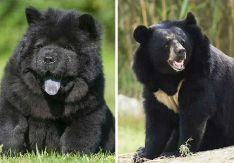 Порода медведей фото и названия Pin by Prisdays on Animais/ Animals Dog adoption, Black bear, Bear