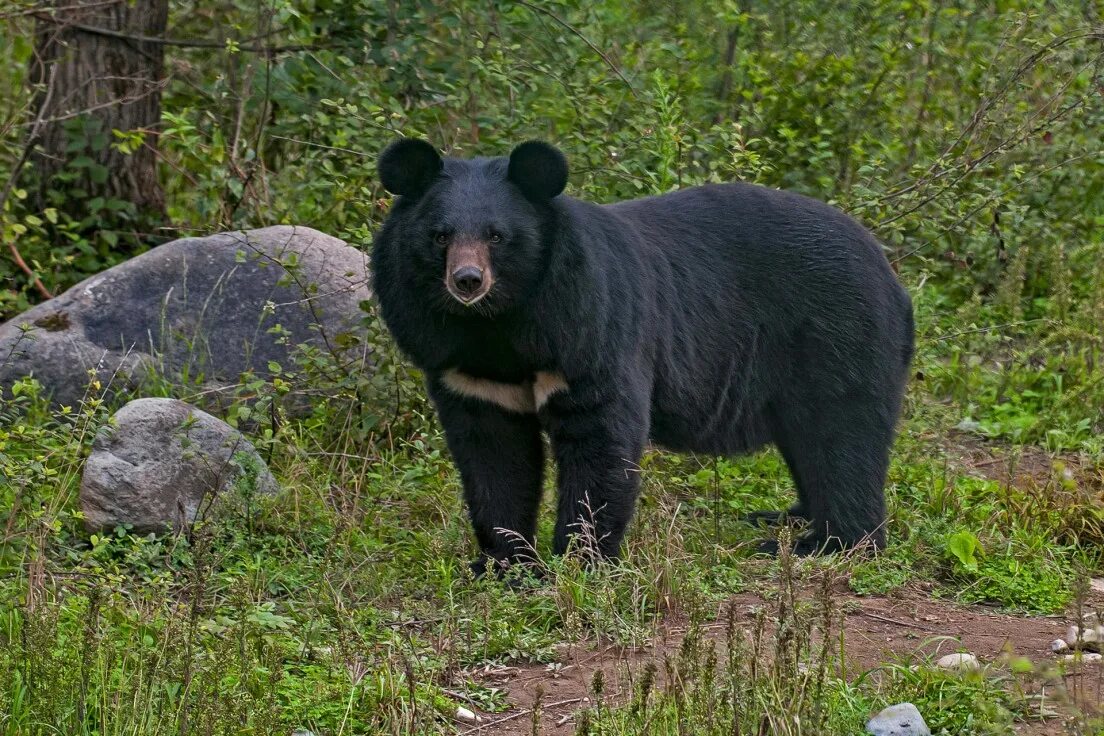 The sloth bear (Melursus ursinus), also known as the Stickney bear or labiated b