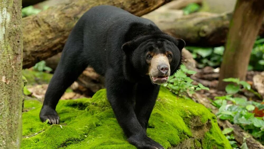 Порода медведей фото и названия Sun Bear - Singapore Zoo