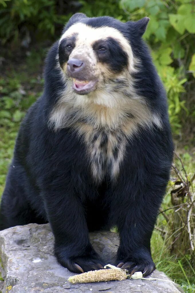 Порода медведей фото и названия Pin by Sarah Schanze on First Flight Character Spectacled bear, Bear species, We