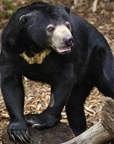 Порода медведей фото и названия Sun Bear - The Dog Bear, Asian Bear - FactZoo.com Bear, Animals, Malayan sun bea