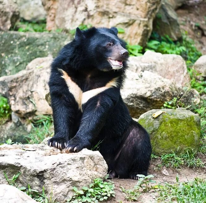 Порода медведей фото и названия Asiatic Black Bear Asiatic black bear, Black bear, Moon bear