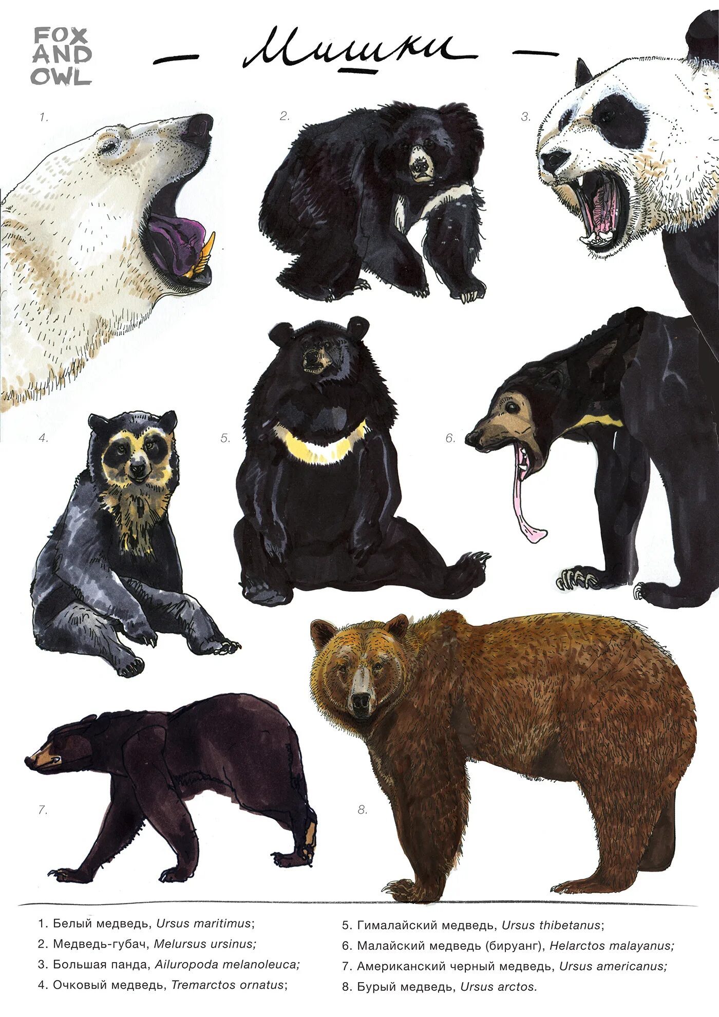 Порода медведей фото и названия Ursidae (bear) illustrations (9) Images :: Behance