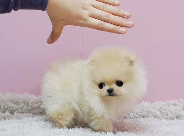 Порода мини шпиц фото South Africa micro teacup pomeranian puppies for sale. Pomeranian puppy teacup, 