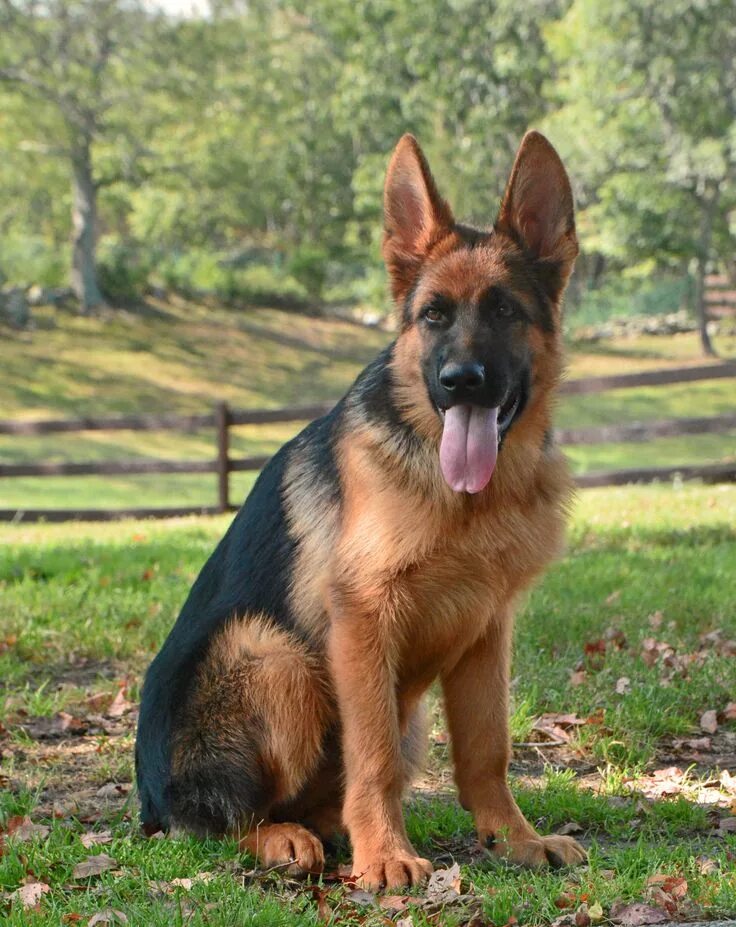 Порода немецкая овчарка фото German Shepherd Puppy by Grunwald Haus German shepherd puppies, Shepherd puppies