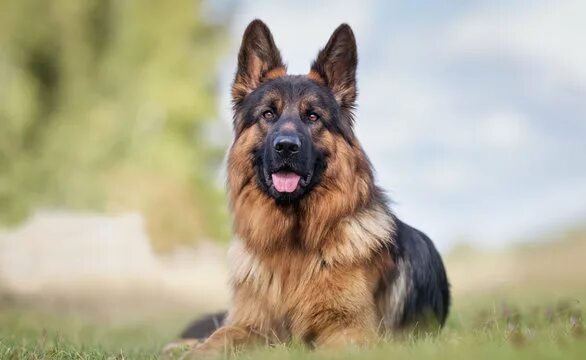 Порода немецкая овчарка фото "German Shepherd Dog" Зображення - огляд 101,675 Стокові фото, векторні зображен