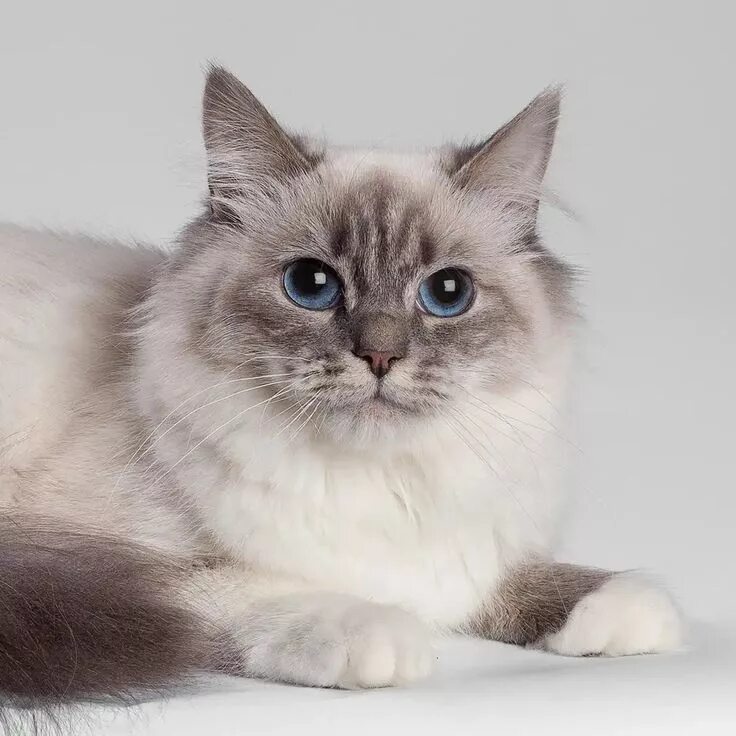 Порода невская маскарадная фото цена Пин от пользователя schaefdesigns на доске Ragdoll Kitties Котята, Сибирские кош