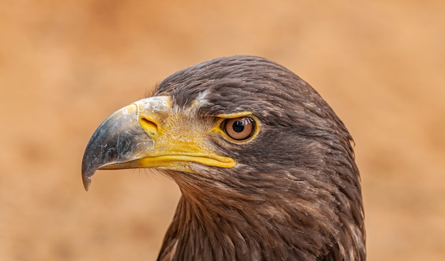 Порода орлов фото Беркут Aquila chrysaetos - разновидность ястребиных птиц семейства ястребиных. П