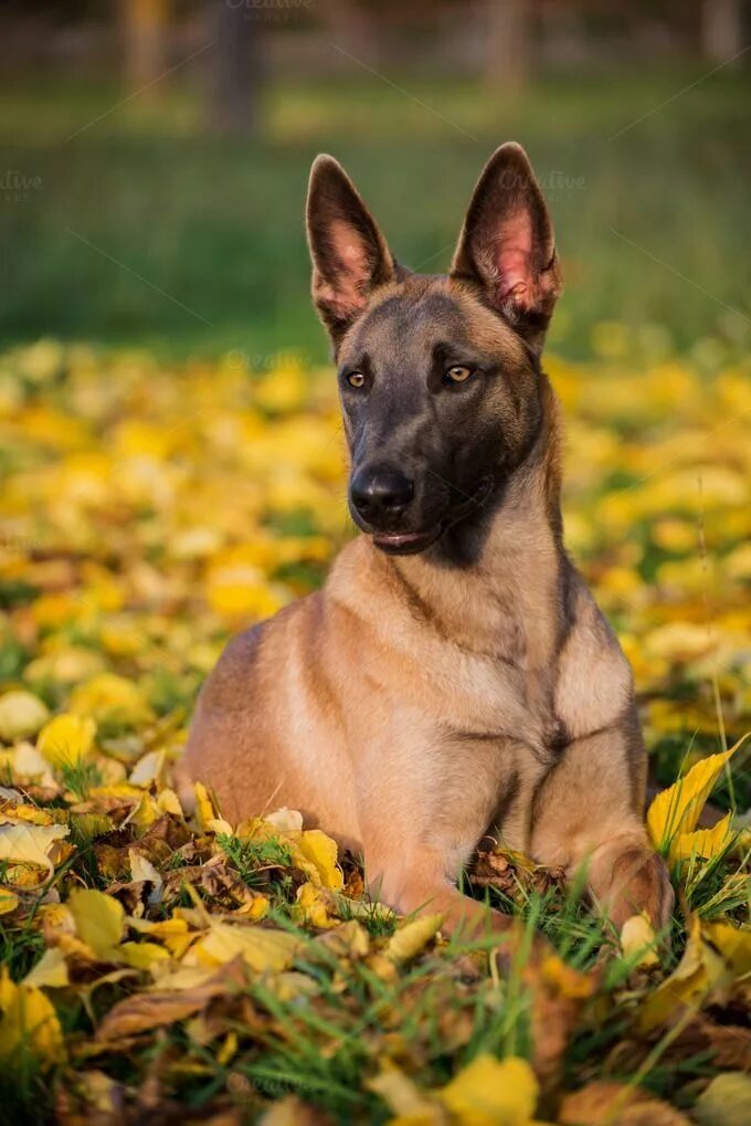 Порода овчарки малинуа фото Pin on Belgian Shepherd Malinois dog, Belgian malinois dog, Belgian malinois