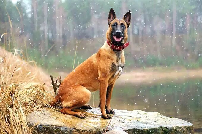 Порода овчарки малинуа фото Pin by Diane E. Stokley on Belgian Shepherd Malinois dog, Belgian malinois dog, 