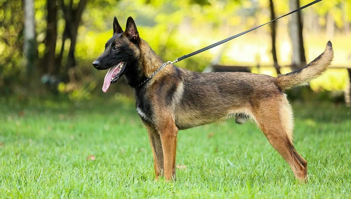 Порода овчарки малинуа фото Belgian Malinois Dog Breed Information & Facts - Pictures Pets Feed