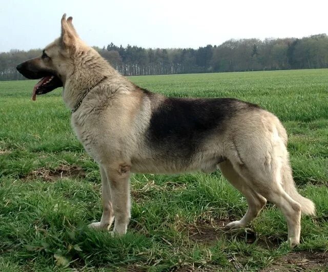 Порода овчарки восточно фото East-European Shepherd (With images) German shepherd, German shepherd dogs, Best