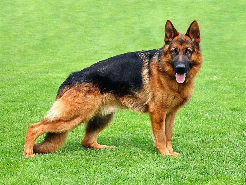 Порода овчарок фото с названиями German Shepherds Double coat are undoubtedly the best and most loyal dogs in the